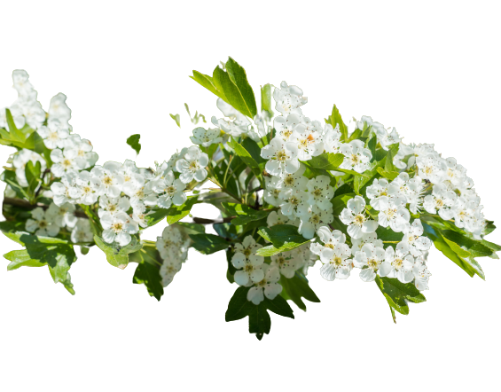 Weißdorn-Blume